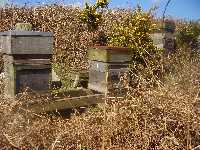 A typical double hive stand: large type. We put hives together in pairs on a timber and block stand.
