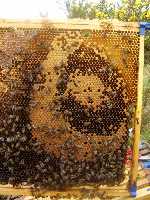 Large frame with typical ringed brood. Brood emerges rapidly and is replaced as rapidly.
