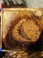 Large frame with round brood nest. Brood nest shape can also be round.