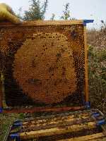 Large frame with vertical axis oval brood shape. Healthy brood shows as a solid mass of sealed brood in some cases in a vertical oval.