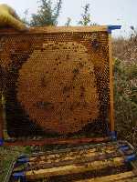 Healthy brood shows as a solid mass of sealed brood in some cases in a vertical oval.