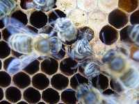Beekeepers love to see the new worker bees hatching.