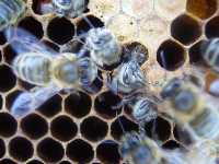 21 days after laying, the new adult bees hatch. Beekeepers love to see the new worker bees hatching.