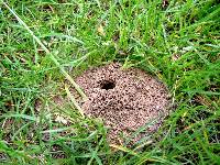 A volcano-like excavation of andrena fulva. You will often find small holes in the lawn.