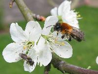 Male and female Andrena fulva on plum blossom. Keen eyes are needed to see male and female andrena.