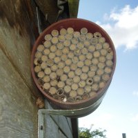 Oxford Bee Company nesting tubes 2008. Red mason bees were very active in 2008.