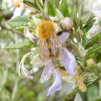 A golden bumblebee. Golden bumblebees are less common.