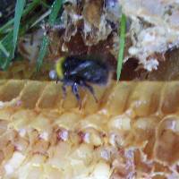 On the honeycomb. Old honeycomb attracts many bees.