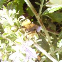 On the teuchera. The teuchera attracts many bees.