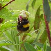 bumblebee1 Bumblebees are common in West Cornwall