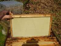 A new frame going into a National hive. Frames with foundation replace frames with old comb.
