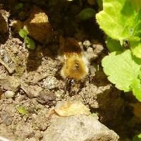 A golden bumblebee. Bumblebees often rest on the ground.