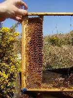 Feeding back the honey to the bees. Cutting out old comb with honey is a messy business.