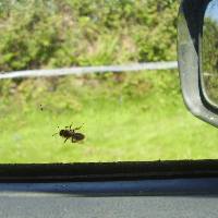 small solitary bee on car window Small solitary bees are difficult to see
