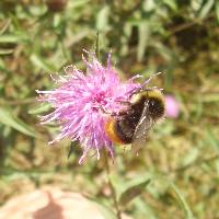 Another bumblebee. A pale orange tail was a surprise.