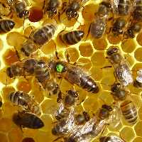 Closeup of queen with bees on freshly drawn mixed comb. Seeing the queen laying steadily on freshly drawn comb is a happy sight.