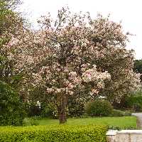 In the towns are many flowering plants and trees.