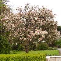 Nectar abundant single flowering cherries, are outnumbered by their dry double flowering cousins. In the towns are many flowering plants and trees.