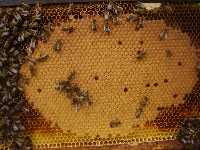 9 days after laying, a healthy pattern of sealed brood. Brood expands to fill a frame - the classic digestive biscuit texture.