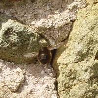 Anthrophora plumipes The black solitary bee looks like a bumblebee and lives in walls.