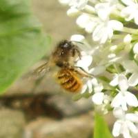 A beautiful hairy mini-beast. The tawny mining bee belongs to the andrena family.