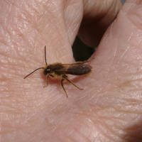 solitary bee on my hand This solitary bee had just hatched.