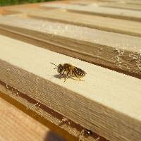 solitary bee on a new frame The smell of new wax can attract solitary bees.