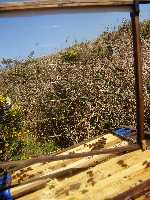 A starter strip with fishing line in a large frame. When time permits, the starter strip with fishing line braces is used.