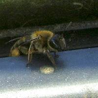 Came into the car during a session with honeybees. There are quite a few tiny bees in the colletes family.